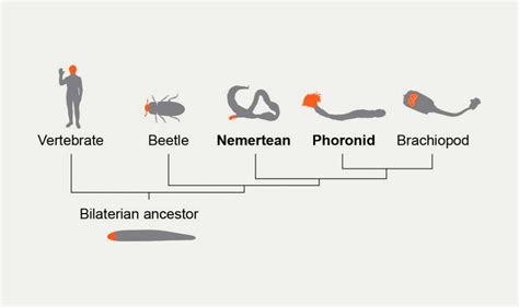 worm timeline|Timeline .